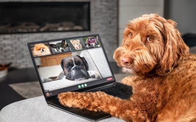 Upload & Download Speeds Explained